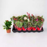 Schlumbergera Rainbow Mix  9/18