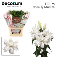 Lilium S Or Du Overig X10 Holland