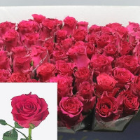 Rose Pink Rhodos 50 sm