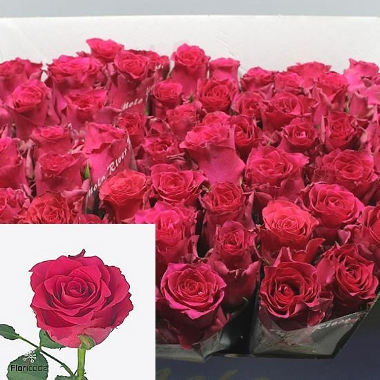 Rose Pink Rhodos 50 sm