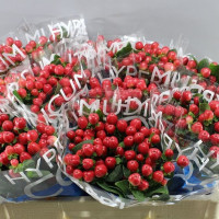 Hypericum Coco Tango 50 cm X10