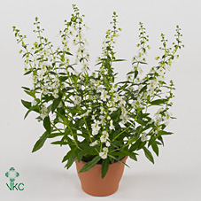 Angelonia 'serena White'