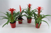 Bromelia Gemengd Keramiek