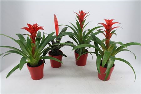 Bromelia Gemengd Keramiek