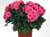 Begonia Nadine 14/35