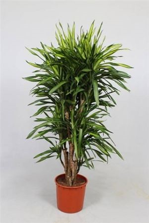 Dracaena Riki Vartakt