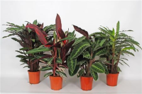 Calathea Mix 17/45