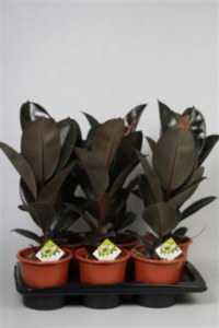 Ficus El Abidjan (grower)