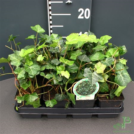 Hedera Hibernica