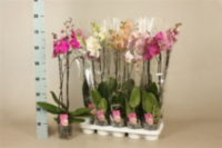 Phal 1-tak Cascade Orchios