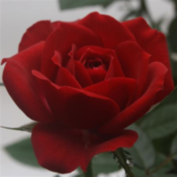 Rosa Bm Red (grower)