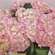 Hydr S Bodensee Rz 90 cm X5 Holland - bestflora_6254pil