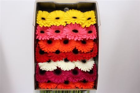 Gerbera MIX X25 Holland