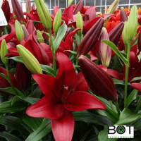 Lilium Oriental Duet Diantha X10 Holland