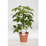 Schefflera Ar Melanie 13/50