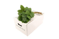 Salal Mini 35  sm