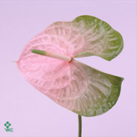 Brassica White Crane 50sm X5