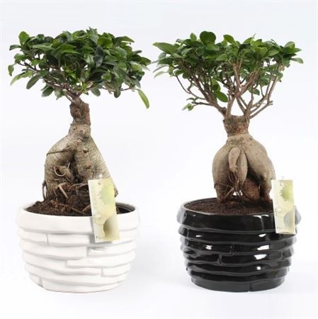 Fic Microcarpa Ginseng 19/40 ceramic