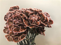 Dianthus Brown Molly Holland