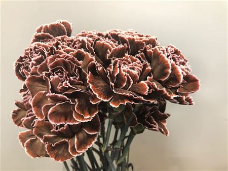 Dianthus Brown Molly Holland