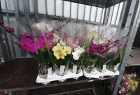 Phal A2 1-tak Wave Mix 12/45