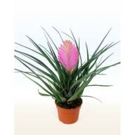 Tillandsia Usneoides - Tillansia Cyanea Josee 9 25
