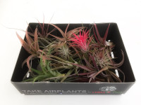 Tillandsia Usneoides