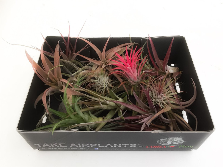 Tillandsia Usneoides