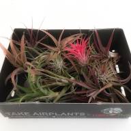 Tillandsia Usneoides - bad1f999-4542-4ca0-9f89-4cfc01ec663a