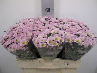 Chr Santini Rossi Pink X25