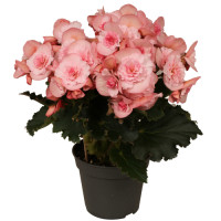 Begonia Du Mo 2 Joy Pink 14/35
