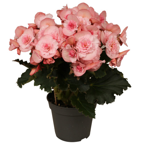 Begonia Du Mo 2 Joy Pink 14/35