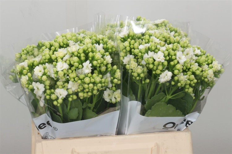 Kalanchoe White Meadow X10 Holland