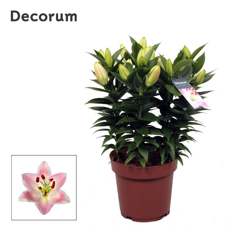 Lilium Or Souvenir 19/50