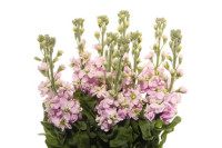 Matthiola Light Pink X10
