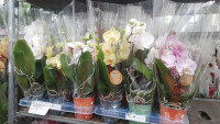 Phal 2 Wave MIX Authentic 12/45