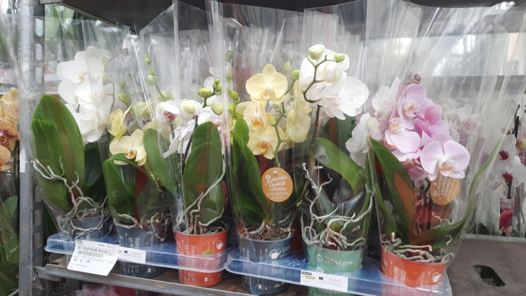 Phal 2 Wave MIX Authentic 12/45