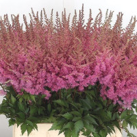 Astilbe Cattleya Dark Pink 80 cm