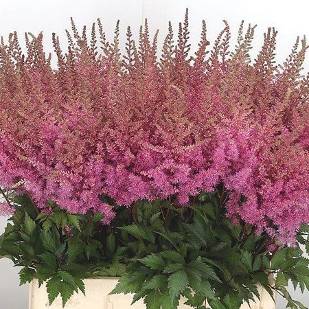 Astilbe Cattleya Dark Pink 80 cm