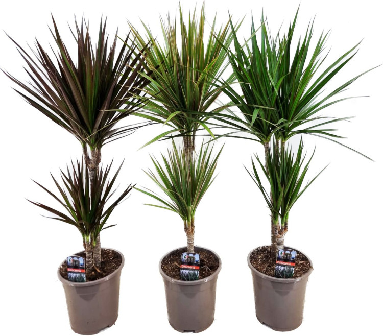 Dracaena Mix 17/75