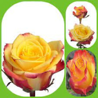 Rose Salambo 50 sm