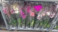 Phal 1-tak Mimesis Mix 12/80