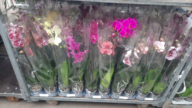 Phal 1-tak Mimesis Mix 12/80