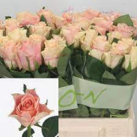 Rose Sweet Tacazzi 40 sm