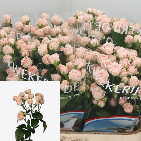 Spray Romantic Bubbles 60 sm