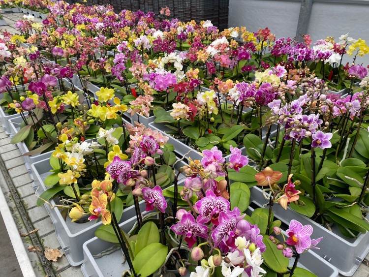 Phal 1/2-tak A2 Opti-flor Multi Mix 12/45
