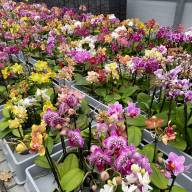 Phal 1/2-tak A2 Opti-flor Multi Mix 12/45 - IMG-20230703-WA0020