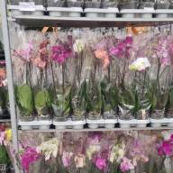 Phal 1/2-tak A2 Opti-flor Multi Mix 12/45 - зображення_viber_2025-03-09_16-16-50-034
