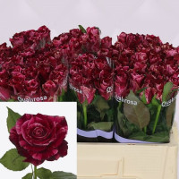 Rose Red Storm 40 sm
