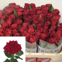 Rose Rhodos 50 sm